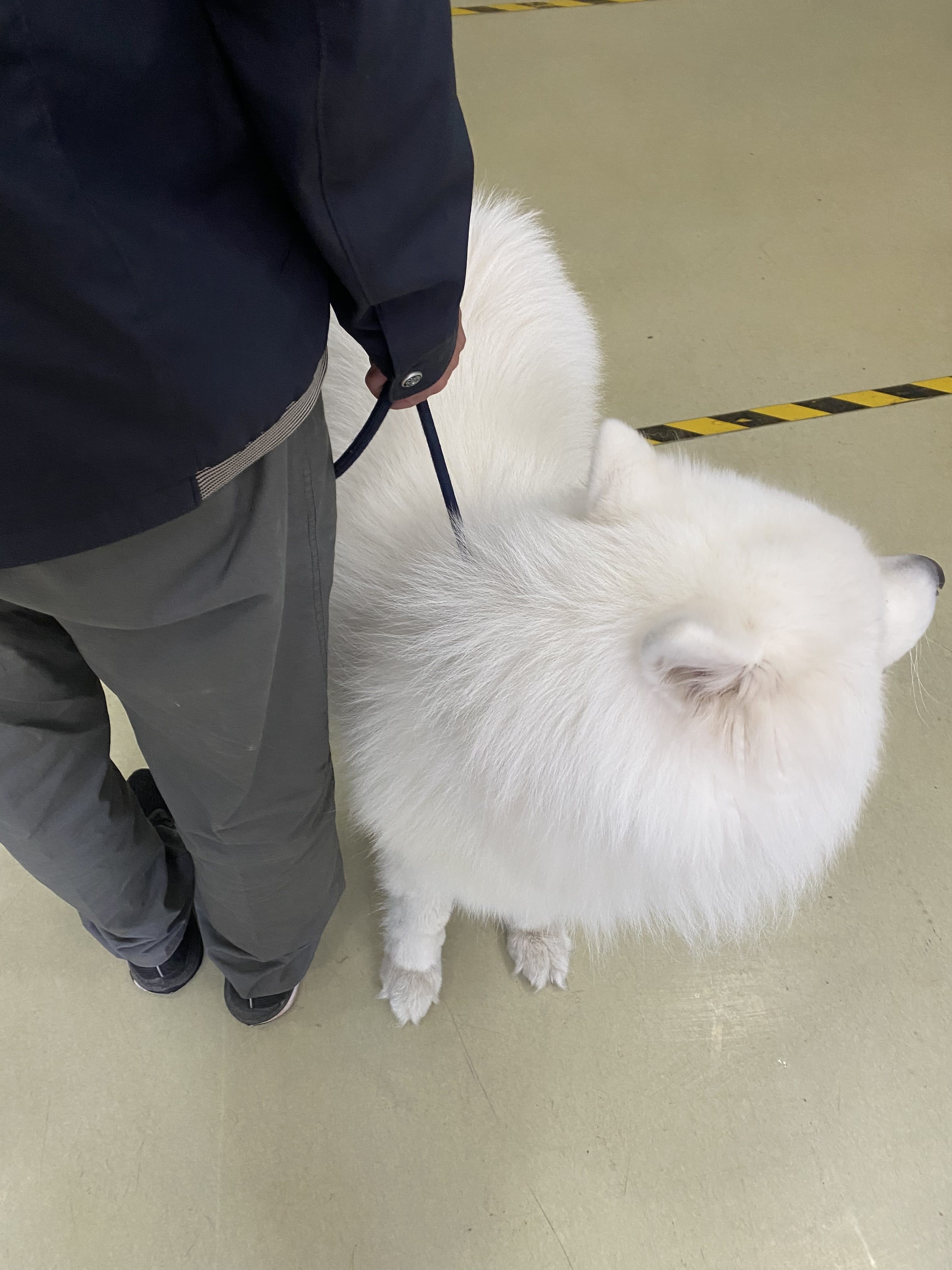 公猫绝育-农大动物医院